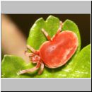 Trombidium holosericeum - Rote Samtmilbe 01.jpg